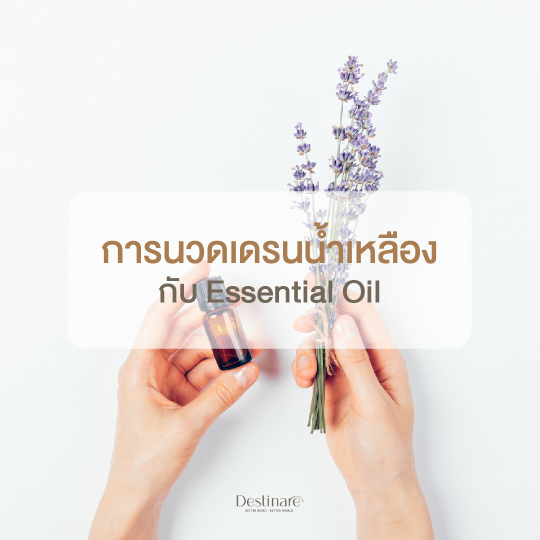 การนวดเดรนน้ำเหลือง กับ Essential Oil